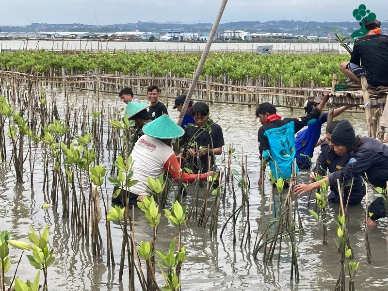 Penanaman mangrove Tina Home