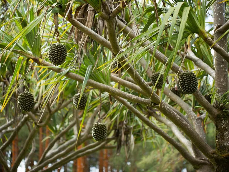 buah pandan laut