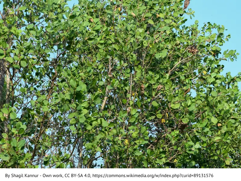 Gambar mangrove pedada