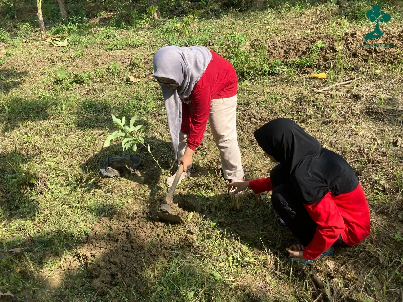 penanaman pohon Alpukat di Jabungan Semarang