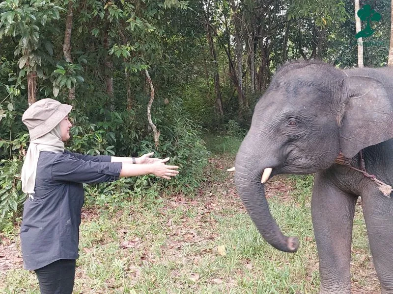Gajah Taman Nasional Way Kambas