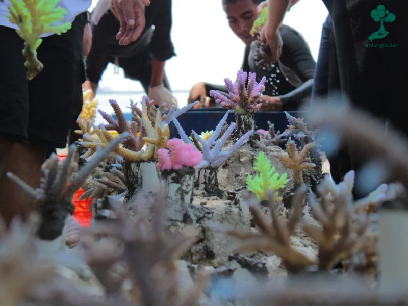 Gambar transplantasi terumbu karang
