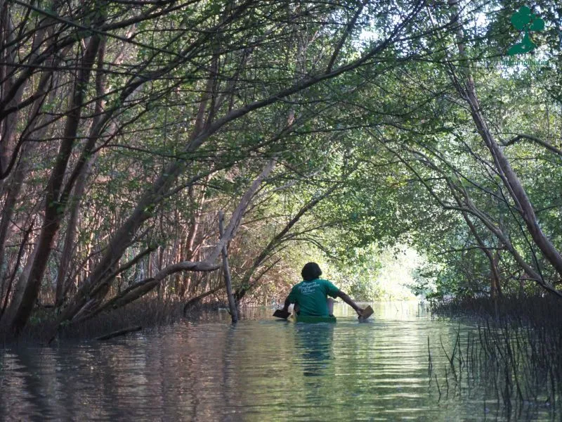 Gambar hutan mangrove