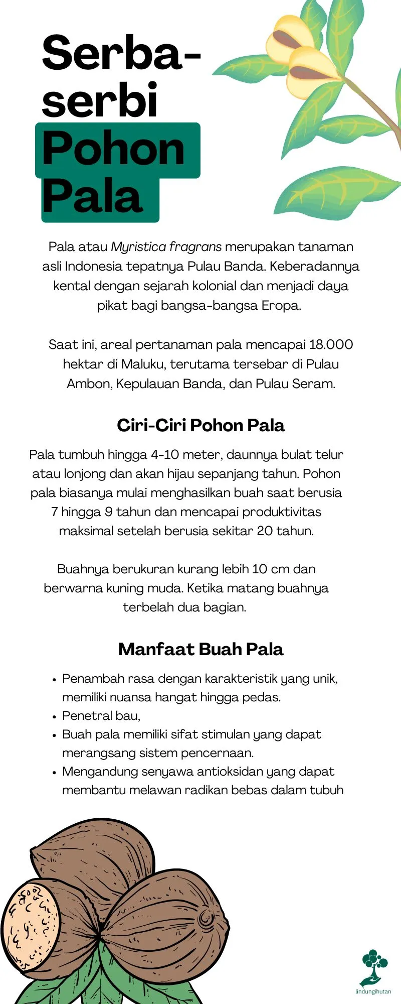 Mengenal Pohon Pala, Pohon Rempah Khas Indonesia dengan Berbagai Manfaatnya 82 Manfaat pala dan ciri ciri pala