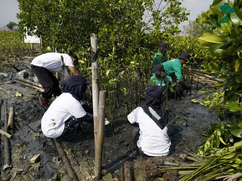 Arkadia Works Wujudkan Komitmen Lingkungan, Tanam +2.000 Mangrove 88 Foto proses penanaman mangrove