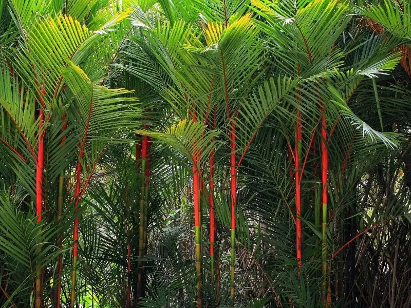 Gambar pohon palem merah