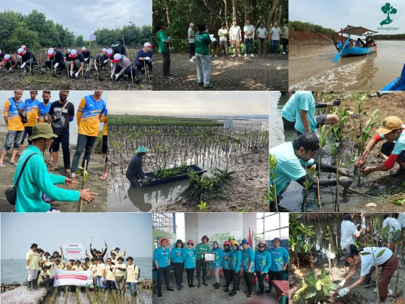 Penanaman mangrove LindungiHutan