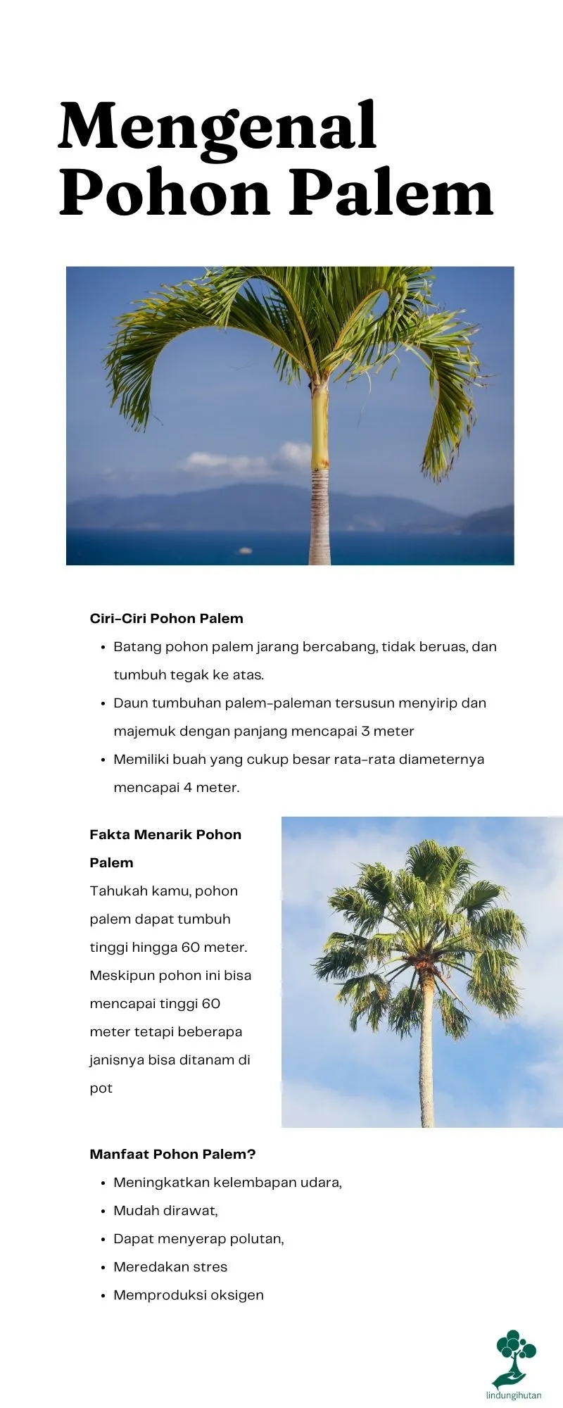 Pohon palem