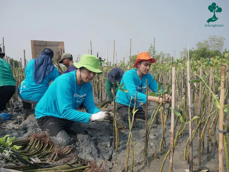 BCA Syariah menanam mangrove di Tambakrejo