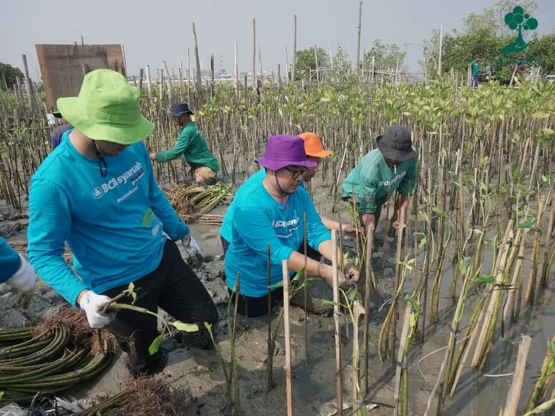 Kondisi lokasi penanaman mangrove Tambakrejo Semarang