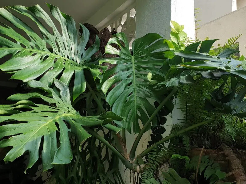 Janda Bolong Tanaman Hias: 10+ Jenis, Manfaat dan Cara Merawatnya 86 Monstera deliciosa