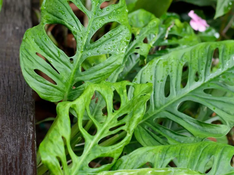Janda Bolong Tanaman Hias: 10+ Jenis, Manfaat dan Cara Merawatnya 83 Monstera obliqua
