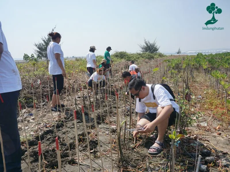 Gambar penanaman mangrove The Wujil Resort