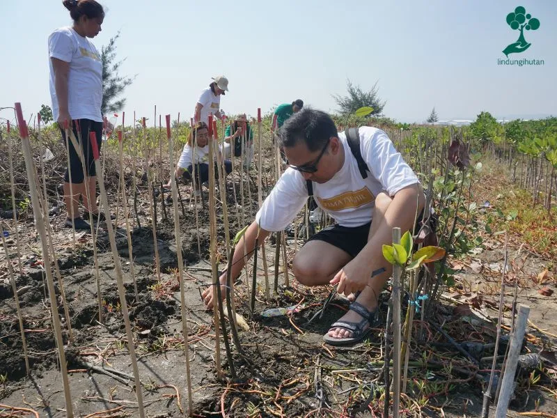 Penanaman mangrove di pantai mangunharjo semarang