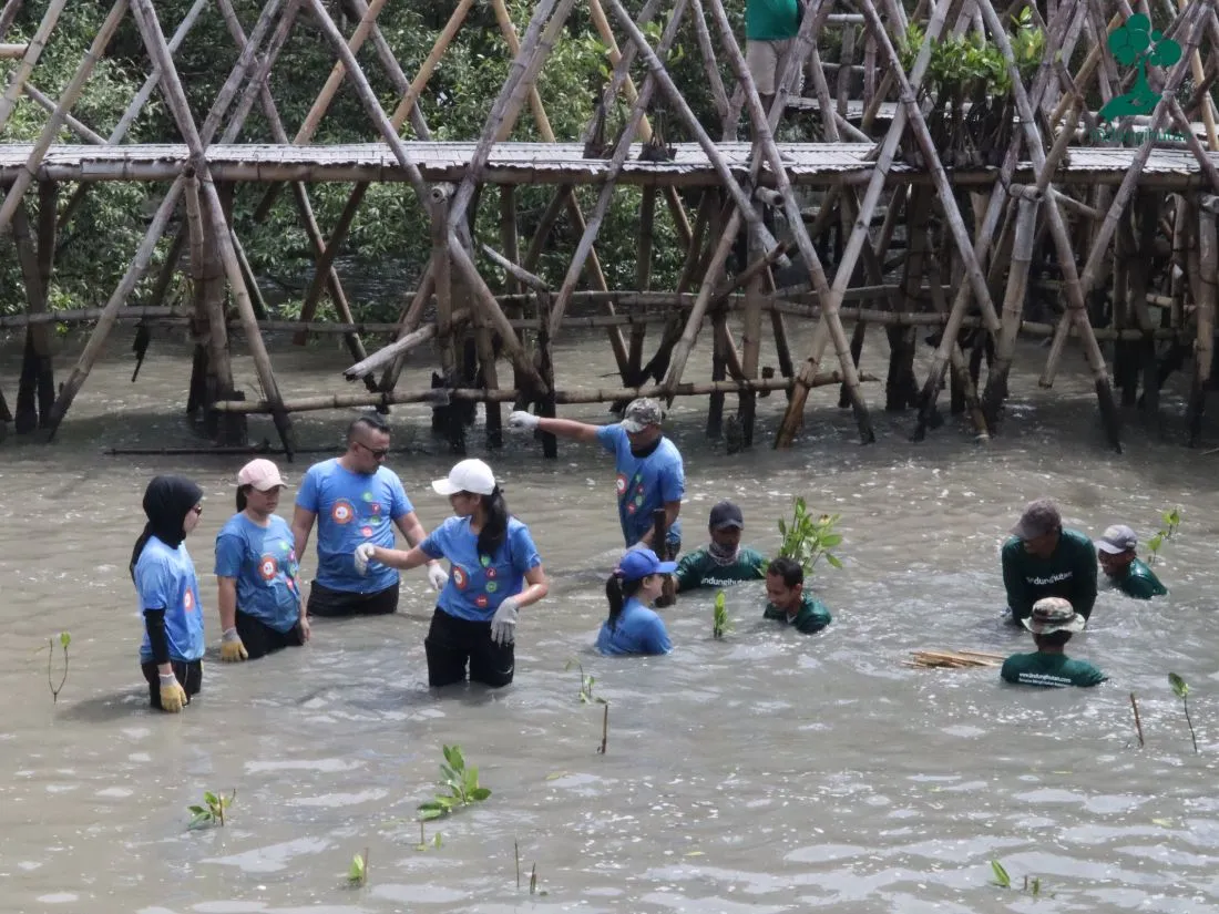 Penanaman mangrove ekowisata mangrove surabaya