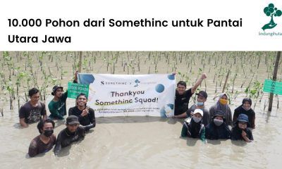 Kolaborasi LindungiHutan dan Somethinc untuk menanam sepuluh ribu mangrove di pantai utara Jawa Tengah