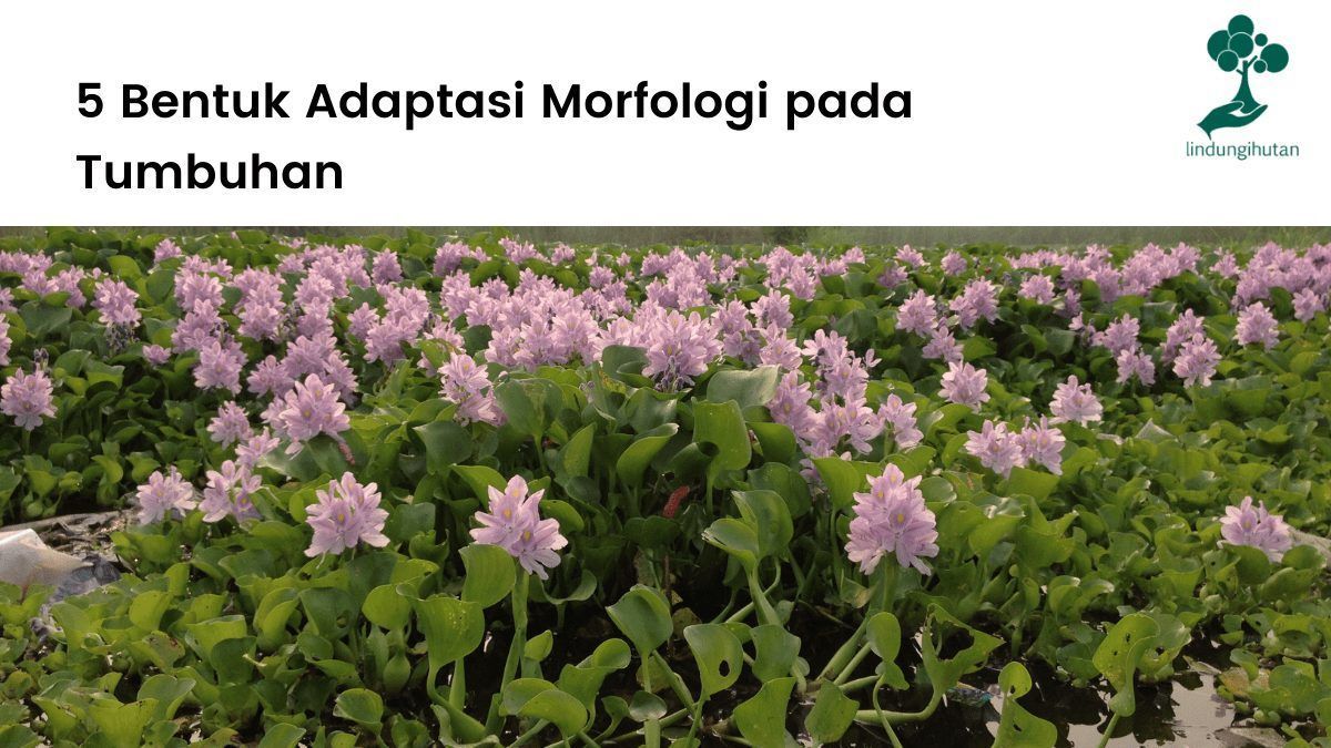 5 bentuk adaptasi morfologi tumbuhan yang terjadi.
