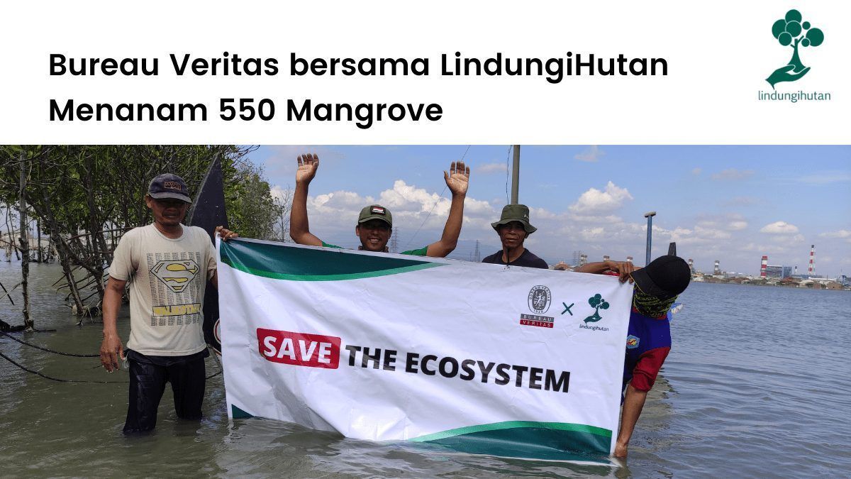 LindungiHutan bersama Bureau Veritas Indonesia menanam 555 mangrove di pesisir utara Jawa.