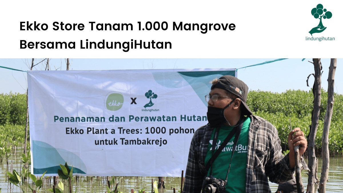 Penanaman 1000 pohon mangrove antara LindungiHutan dan Ekko Store di pesisir utara Jawa.