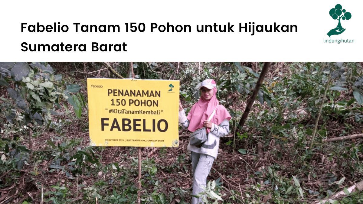 Fabelio menanam 150 pohon kayu di Agam, Sumatera Barat bersama LindungiHutan.