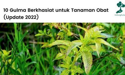 Tanaman-tanaman gulma berkhasiat dan bermanfaat untuk kesehatan.