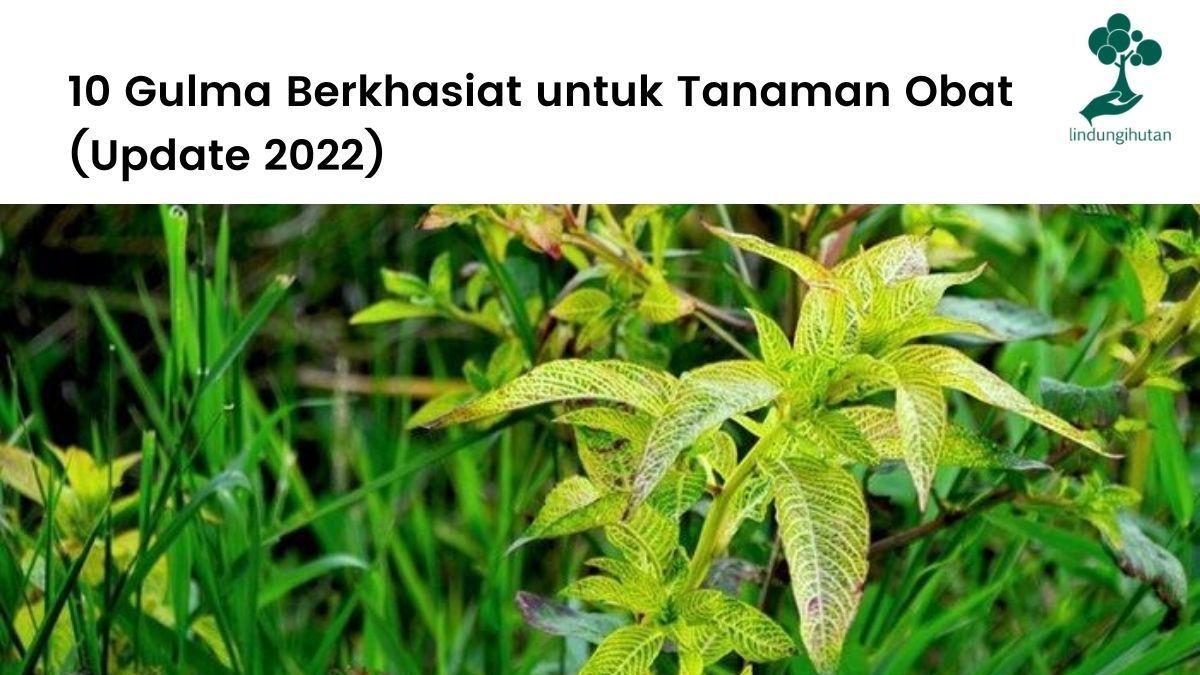 Tanaman-tanaman gulma berkhasiat dan bermanfaat untuk kesehatan.