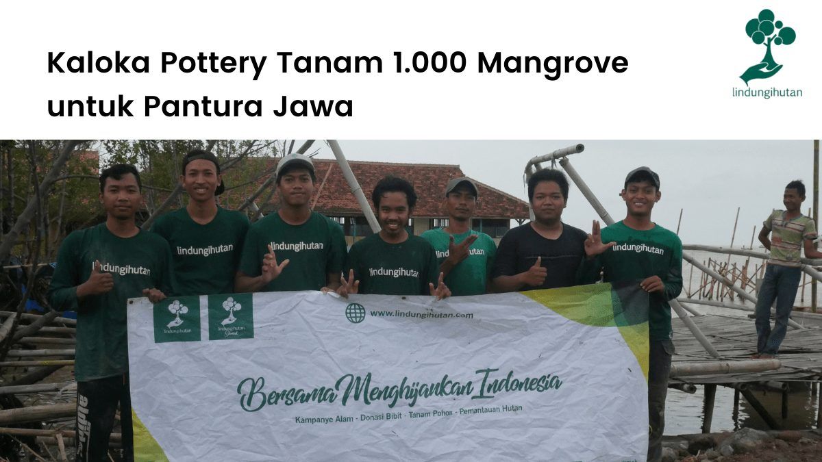 LindungiHutan dan Kaloka Pottery kerjasama untuk tabungan oksigen dengan menanam mangrove.