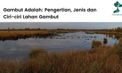 Gambut adalah jenis lahan basah yang terbentuk dari timbunan bahan organik selama ratusan tahun.