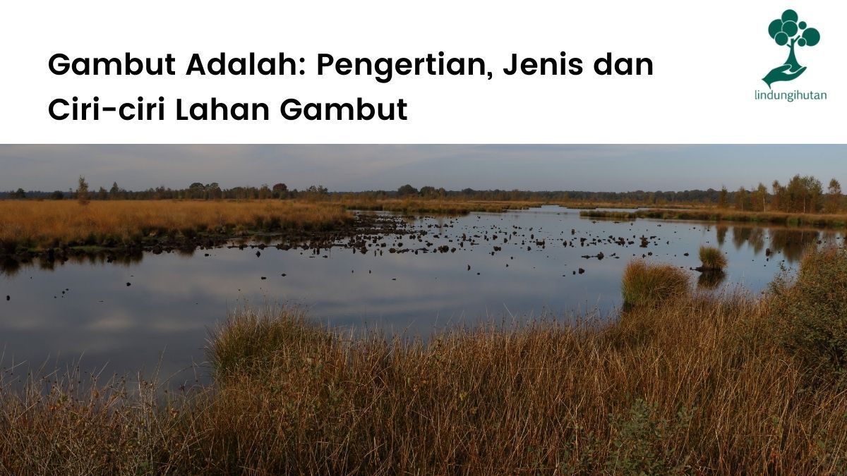 Gambut adalah jenis lahan basah yang terbentuk dari timbunan bahan organik selama ratusan tahun.