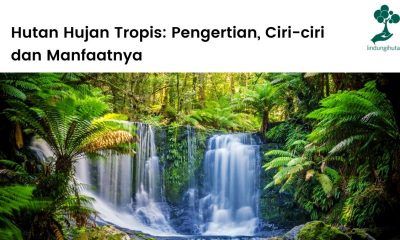 Pengertian hutan hujan tropis, ciri-ciri dan karakteristik, serta manfaat hutan hujan tropika bagi manusia.