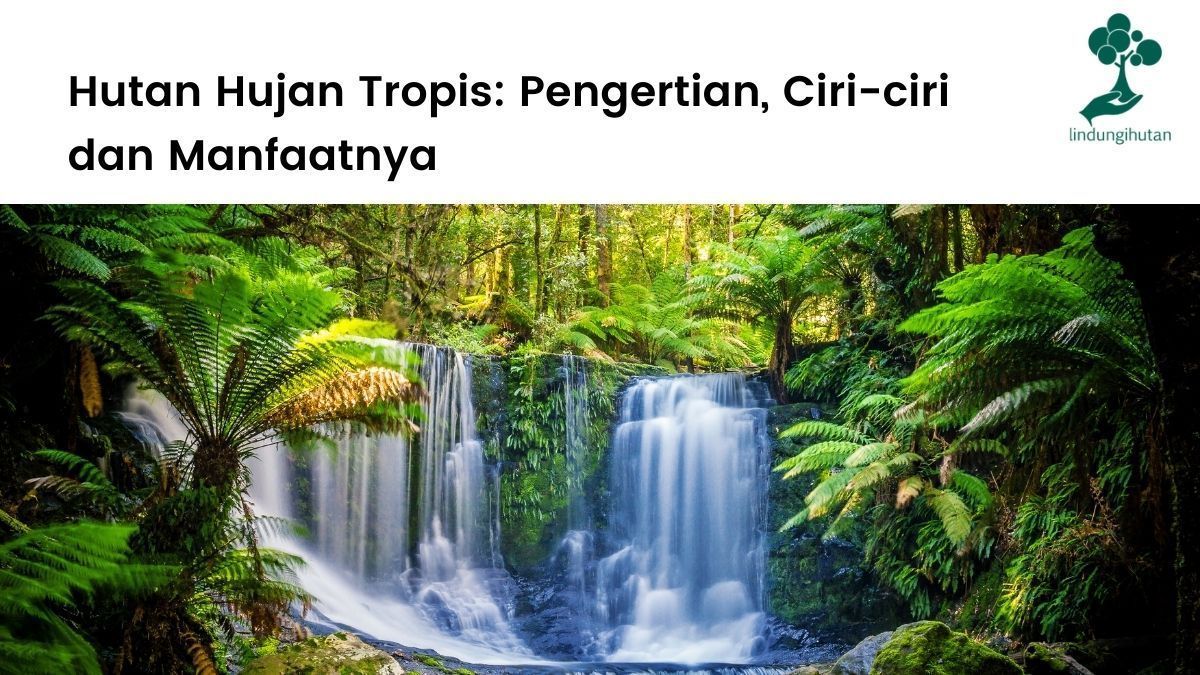 Pengertian hutan hujan tropis, ciri-ciri dan karakteristik, serta manfaat hutan hujan tropika bagi manusia.