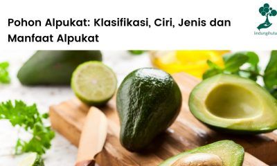 Pohon alpukat: klasifikasi taksonomi, ciri-ciri, manfaat dan jenis alpukat.