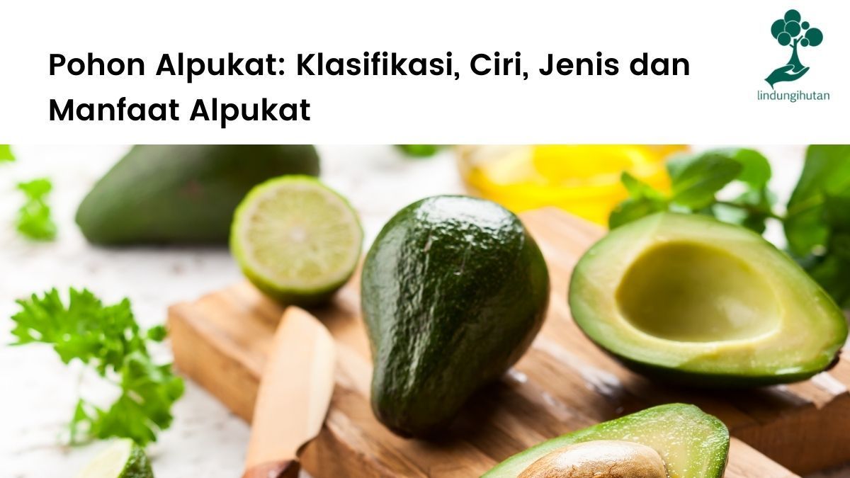 Pohon alpukat: klasifikasi taksonomi, ciri-ciri, manfaat dan jenis alpukat.