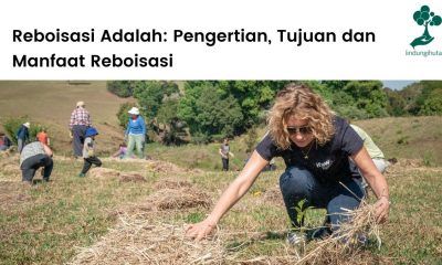 Reboisasi adalah usaha untuk mengembalikan fungsi hutan dengan penanaman pohon kembali.