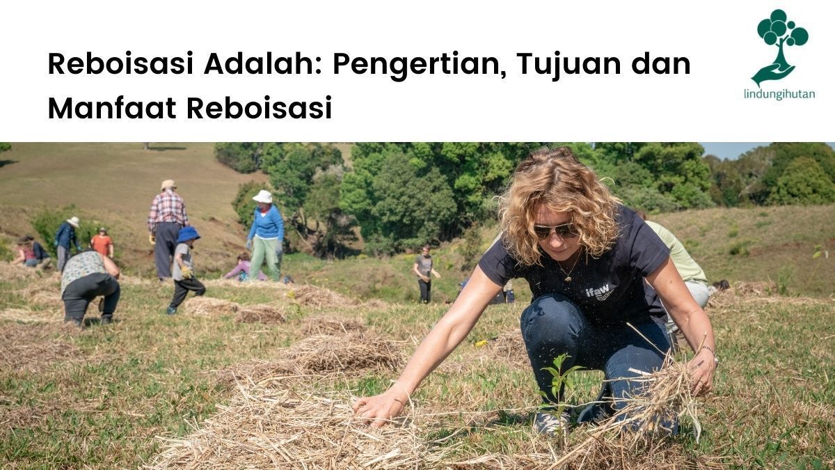 Reboisasi adalah usaha untuk mengembalikan fungsi hutan dengan penanaman pohon kembali.