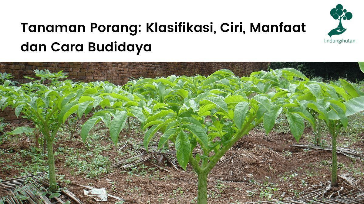 Mengenal tanaman porang: klasifikasi dan taksonomi porang, ciri-ciri, manfaat dan cara budidaya tanaman porang.