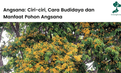 Ciri-ciri, cara budidaya dan manfaat angsana untuk ekonomi dan kesehatan - LindungiHutan.