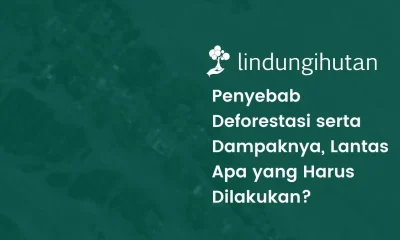 Deforestasi