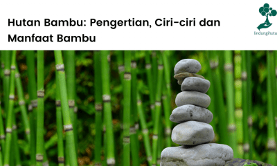 Pengertian hutan bambu, ciri-ciri, sebaran dan manfaat bambu.