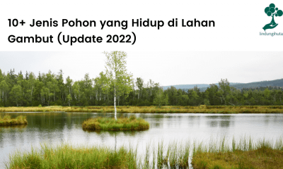 13 jenis pohon yang dapat hidup di lahan gambut lengkap dengan penjelasannya.