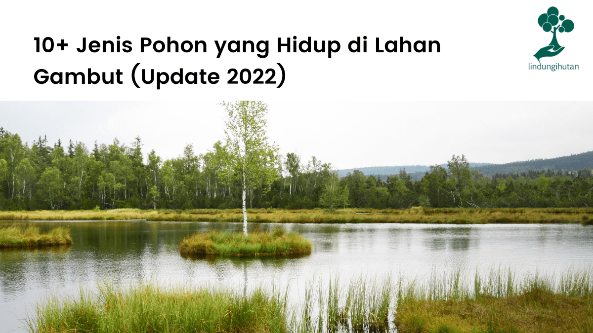 13 jenis pohon yang dapat hidup di lahan gambut lengkap dengan penjelasannya.