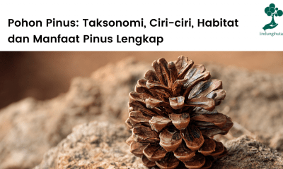 Ciri-ciri, habitat, persebaran dan manfaat pohon pinus untuk manusia dan alam - LindungiHutan.