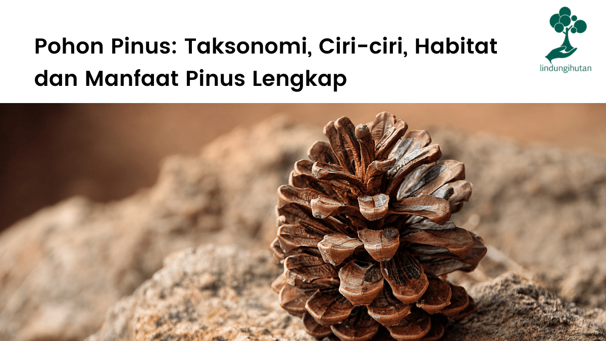 Ciri-ciri, habitat, persebaran dan manfaat pohon pinus untuk manusia dan alam - LindungiHutan.