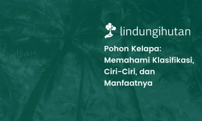 Klasifikasi pohon kelapa