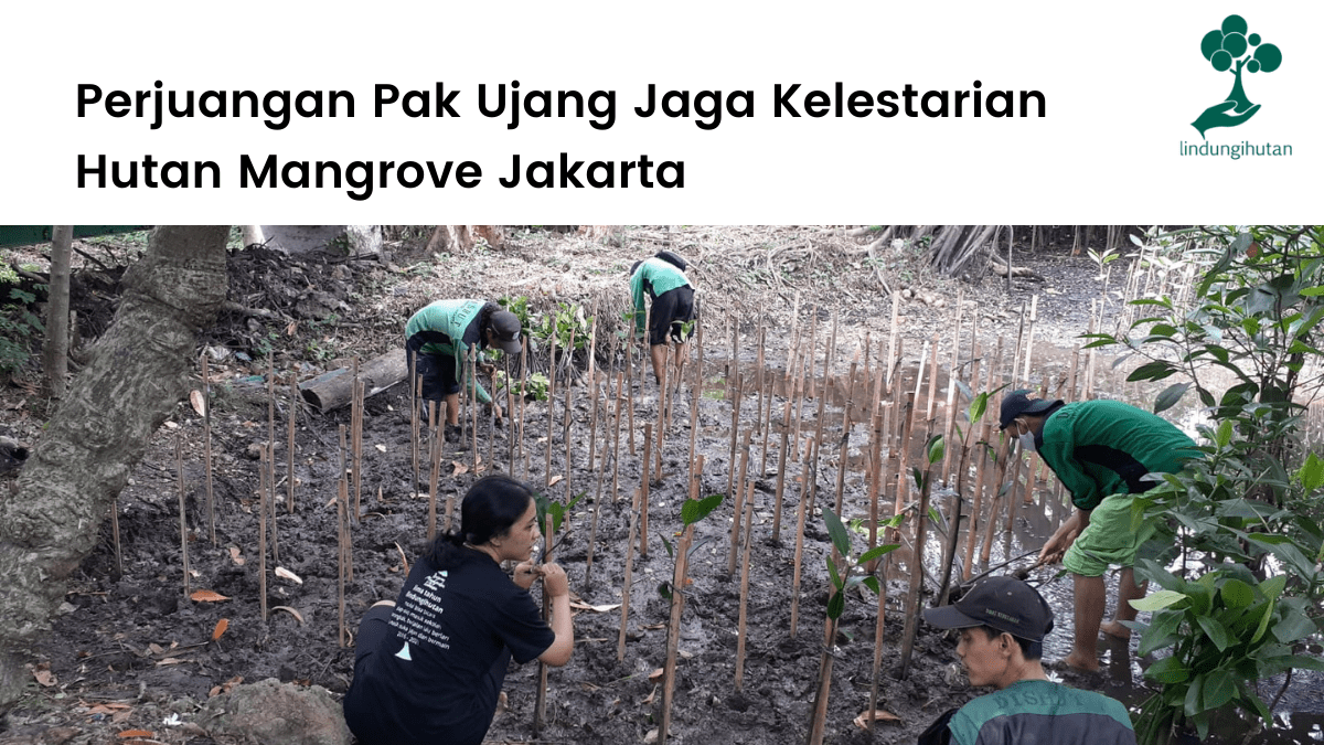 Kisah singkat mitra penanaman pohon LindungiHutan di Jakarta, Pak Ujang.