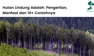 Pengertian hutan lindung adalah, manfaat dan contoh-contoh hutan lindung di Indonesia.