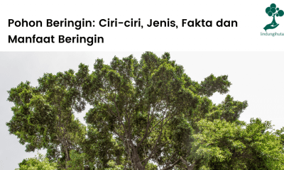 Pohon beringin: ciri-ciri, jenis-jenis beringin, fakta menarik dan manfaat beringin yang perlu kamu tahu.