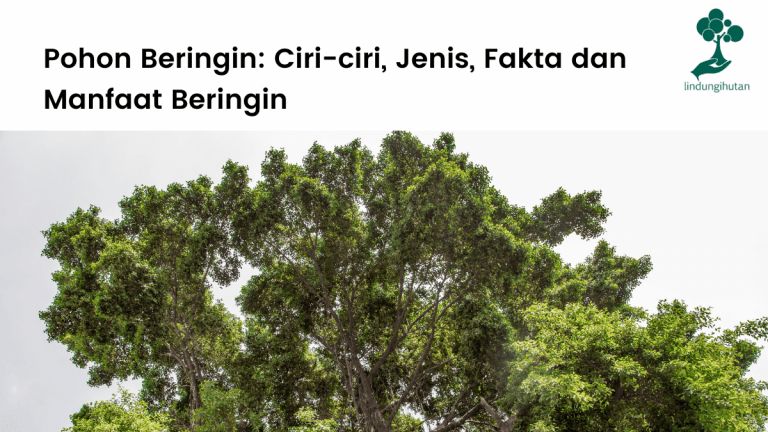 Pohon beringin: ciri-ciri, jenis-jenis beringin, fakta menarik dan manfaat beringin yang perlu kamu tahu.