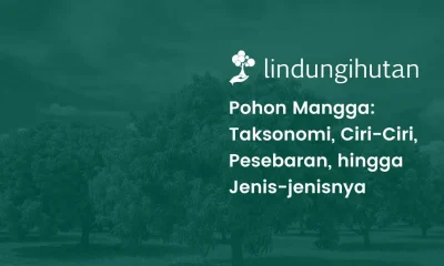 Taksonomi pohon mangga
