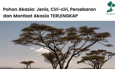 Jenis-jenis pohon akasia, ciri-ciri, habitat dan manfaat akasia.